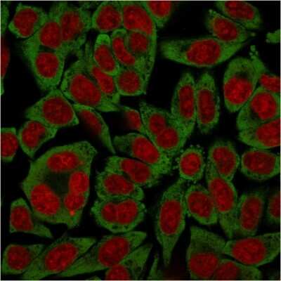 Immunocytochemistry/ Immunofluorescence: RPSA Antibody (RPSA/2699) [NBP2-79720]