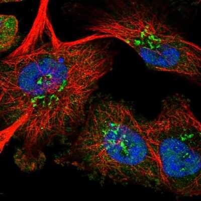Immunocytochemistry/ Immunofluorescence: RPUSD1 Antibody [NBP1-88448]