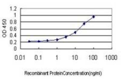 ELISA: RRAS Antibody (2E12) [H00006237-M01]
