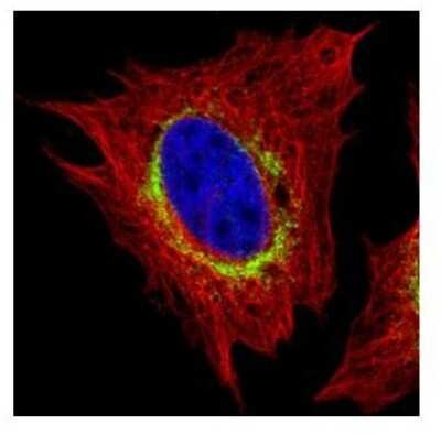 Immunocytochemistry/ Immunofluorescence: RRBP1 Antibody [NBP1-32813]