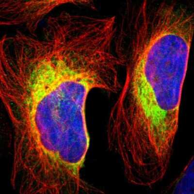 Immunocytochemistry/ Immunofluorescence: RRBP1 Antibody [NBP1-83957]