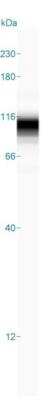 Simple Western: RRBP1 Antibody [NBP1-83957]