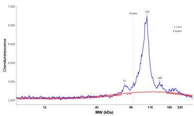 Simple Western: RRBP1 Antibody [NBP1-83957]
