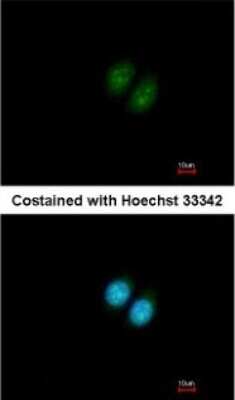 Immunocytochemistry/ Immunofluorescence: RRP12 Antibody [NBP2-15105]
