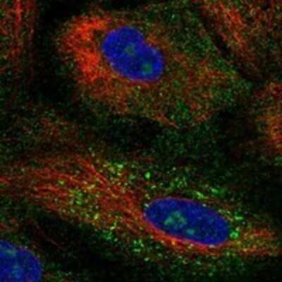 Immunocytochemistry/ Immunofluorescence: RRP12 Antibody [NBP3-17764]