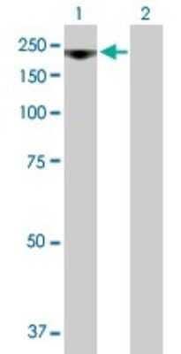 Western Blot: RRP12 Antibody [H00023223-B01P]