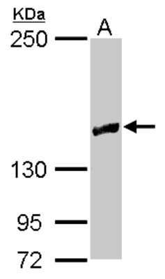 Western Blot: RRP12 Antibody [NBP2-15105]