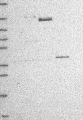 Western Blot: RRP12 Antibody [NBP3-17764]