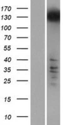 Western Blot: RRP12 Overexpression Lysate [NBP2-09727]
