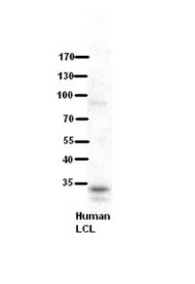 Western Blot: RRP1B Antibody [NBP1-80553]