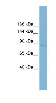 Western Blot: RSBN1 Antibody [NBP1-57652]