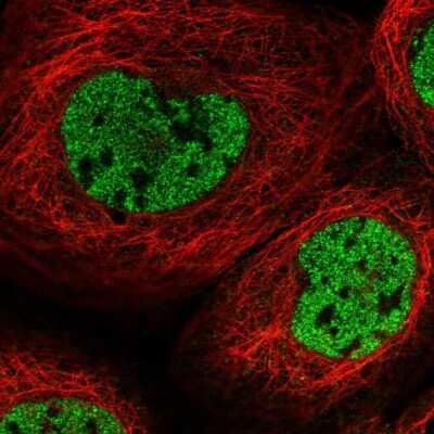 Immunocytochemistry/ Immunofluorescence: RSG1 Antibody [NBP1-88322]