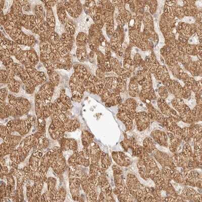 Immunohistochemistry-Paraffin: RSG1 Antibody [NBP1-88322]