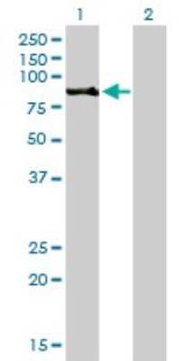 Western Blot: RSK3 Antibody (1F6) [H00006196-M01]