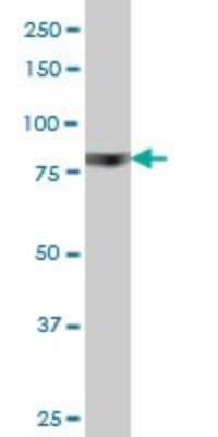 Western Blot: RSK4 Antibody (8H5) [H00027330-M03]