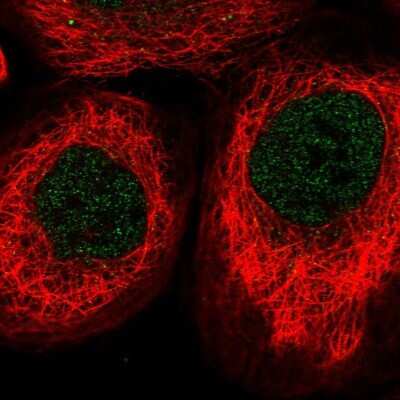 Immunocytochemistry/ Immunofluorescence: RSPH4A Antibody [NBP1-90574]