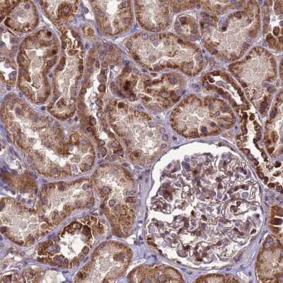Immunohistochemistry-Paraffin: RSPRY1 Antibody [NBP1-92358]