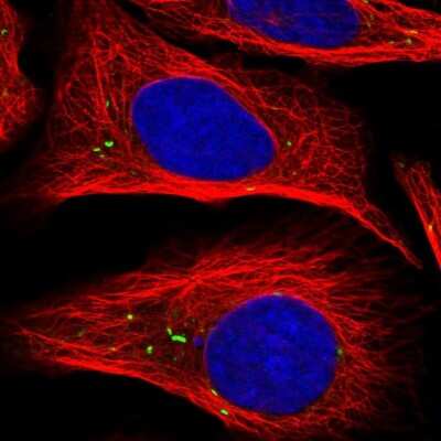 Immunocytochemistry/ Immunofluorescence: RSU1 Antibody [NBP1-82029]