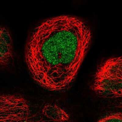 Immunocytochemistry/ Immunofluorescence: RTCD1 Antibody [NBP1-87113]