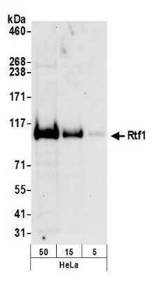 Western Blot: RTF1 Antibody [NB600-278]