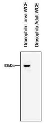 Western Blot: RTF1 Antibody [NBP2-59267]