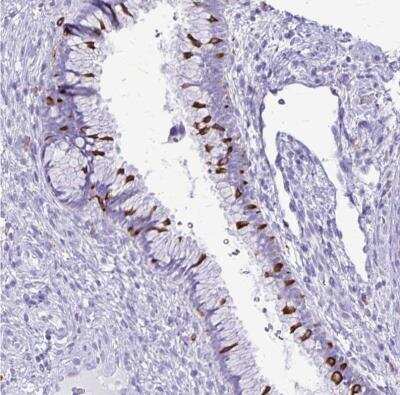 Immunohistochemistry-Paraffin: RTN1-A/NSP Antibody [NBP2-38527]