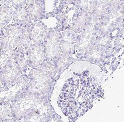 Immunohistochemistry-Paraffin: RTN1-A/NSP Antibody [NBP2-38527]