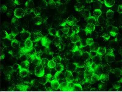 Immunocytochemistry/ Immunofluorescence: RTN1-A/NSP Antibody (MON162) - BSA Free [NBP1-97677]