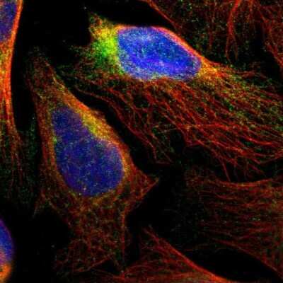 Immunocytochemistry/ Immunofluorescence: RTN3 Antibody [NBP1-88871]
