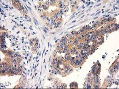 Immunohistochemistry-Paraffin: RTN4IP1 Antibody (OTI3B2) [NBP2-00478]