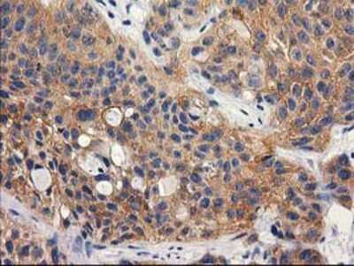 Immunohistochemistry-Paraffin: RTN4IP1 Antibody (OTI3B2) [NBP2-00478]