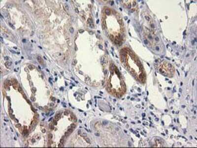 Immunohistochemistry-Paraffin: RTN4IP1 Antibody (OTI3B2) [NBP2-00478]