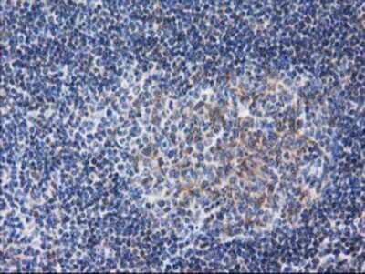 Immunohistochemistry-Paraffin: RTN4IP1 Antibody (OTI3B2) [NBP2-00478]