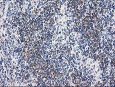 Immunohistochemistry-Paraffin: RTN4IP1 Antibody (OTI3B2) [NBP2-00478]