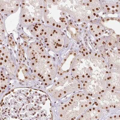 Immunohistochemistry-Paraffin: RTP4 Antibody [NBP2-39040]