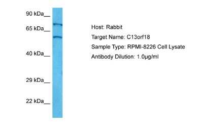 Western Blot: RUBCNL Antibody [NBP2-88200]