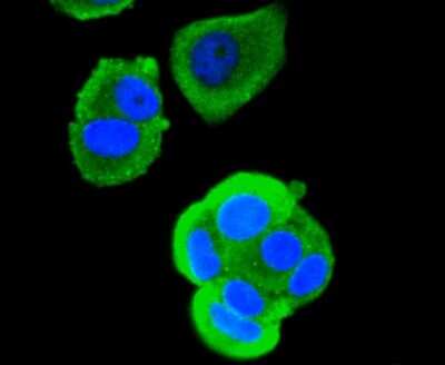 Immunocytochemistry/ Immunofluorescence: RUNX1/CBFA2 Antibody (SD0803) [NBP2-67779]