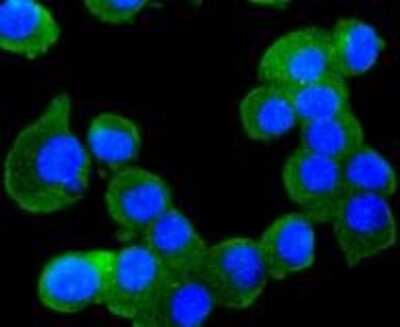 Immunocytochemistry/ Immunofluorescence: RUNX1/CBFA2 Antibody (SD0803) [NBP2-67779]