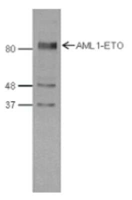 Western Blot: RUNX1 and RUNX1T1 Antibody [NBP2-59160]