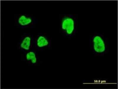 Immunocytochemistry/ Immunofluorescence: RUNX2/CBFA1 Antibody (3F5) [H00000860-M06]