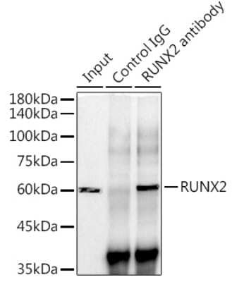 Immunoprecipitation: RUNX2/CBFA1 Antibody (7O7J4) [NBP3-15434]