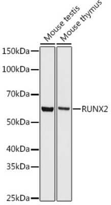 Western Blot: RUNX2/CBFA1 Antibody (7O7J4) [NBP3-15434]