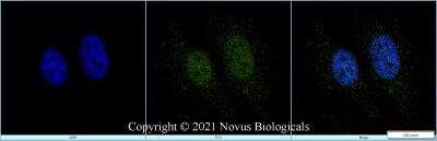 Immunocytochemistry/ Immunofluorescence: RUNX2/CBFA1 Antibody - BSA Free [NBP1-77461]