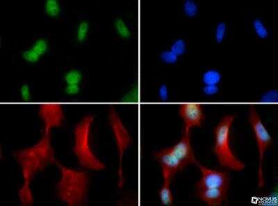 Immunocytochemistry/ Immunofluorescence: RUNX2/CBFA1 Antibody - BSA Free [NBP1-77462]