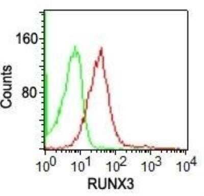 Flow Cytometry: RUNX3/CBFA3 Antibody (2B10E8) - Azide and BSA Free [NBP2-80934]