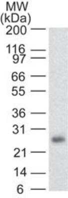 Western Blot: RUNX3/CBFA3 Antibody (2B10E8)BSA Free [NBP2-22391]