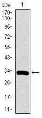 Western Blot: RUNX3/CBFA3 Antibody (2B3)BSA Free [NBP2-37455]