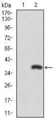 Western Blot: RUNX3/CBFA3 Antibody (2B3)BSA Free [NBP2-37455]