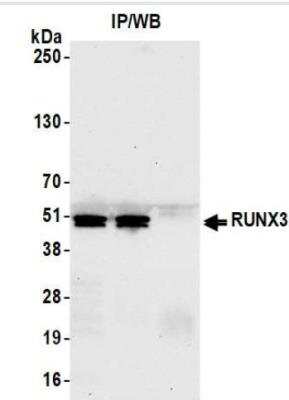 Immunoprecipitation: RUNX3/CBFA3 Antibody (BLR122H) [NBP3-14706]