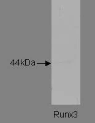 Western Blot: RUNX3/CBFA3 Antibody (K12P3F11*C9)BSA Free [NBP2-50277]